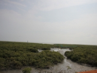 Beihai Golden Bay Mangrove Ecotourism Area