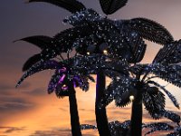 Sydhavns palmer i aftenbelysnig